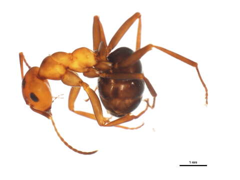 Image of Formica rufa