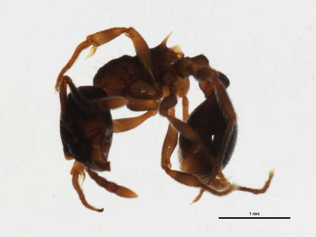 Image of Myrmica lobifrons Pergande 1900