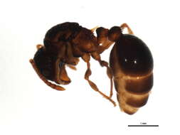 Image of Myrmica cf. fracticornis