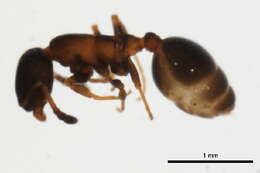 Image of Leptothorax canadensis