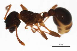 Image of Myrmica AF-sub