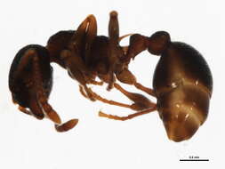 Image of Myrmica cf. fracticornis