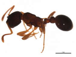 Image of Myrmica AF-sub