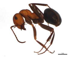 Image of Formica rufa