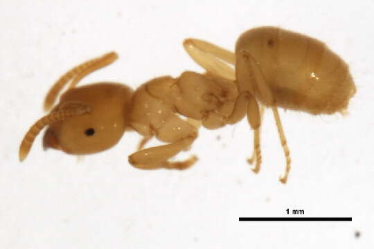 Image of Yellow  meadow ant