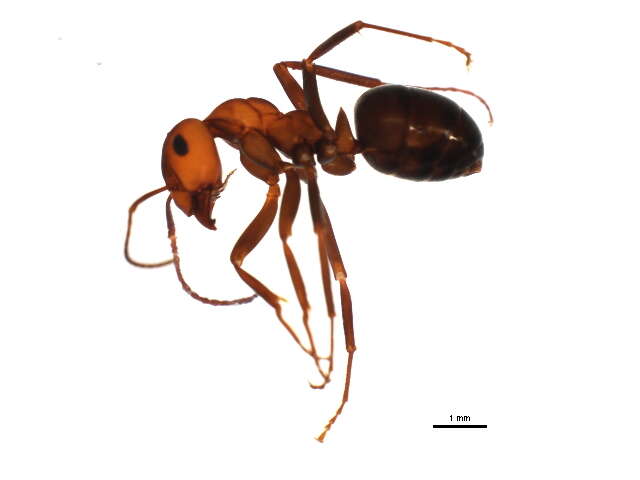 Image of Formica rufa