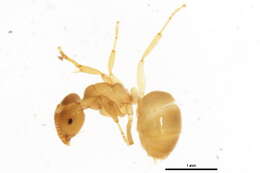 Image of Yellow  meadow ant