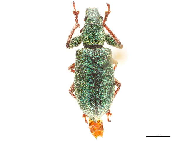 Image of Tanymecini