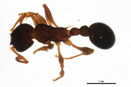 Image of Myrmica cf. fracticornis