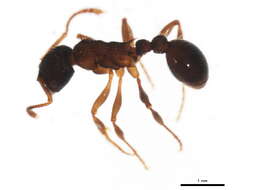 Image of Myrmica cf. fracticornis