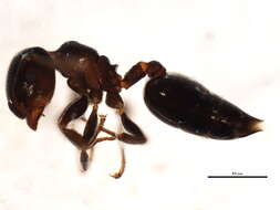 Crematogaster resmi