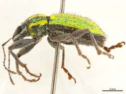 Image of White-fringed Weevils