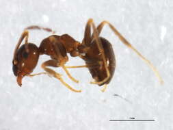 Image of Small black ant