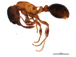 Image of Myrmica incompleta Provancher 1881