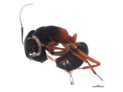 Plancia ëd Camponotus novaeboracensis (Fitch 1855)