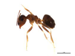 Image of Small black ant