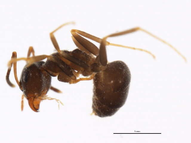 Image of Small black ant