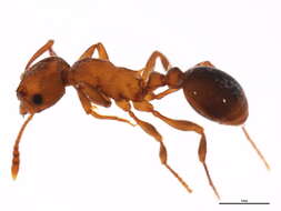 Image of Myrmica brevispinosa Wheeler 1917