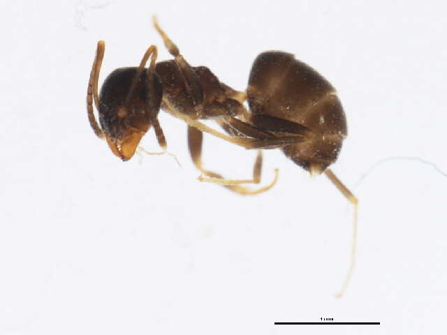 Image of Small black ant