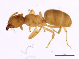 Image of Yellow  meadow ant