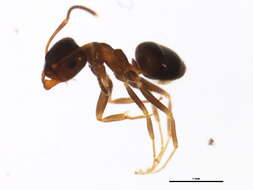 Image of Small black ant