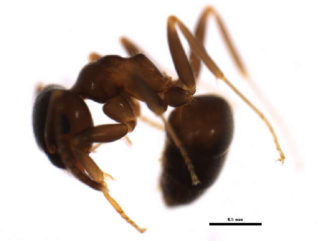 Image of Small black ant