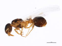 Image of Myrmica quebecensis Francoeur 1981