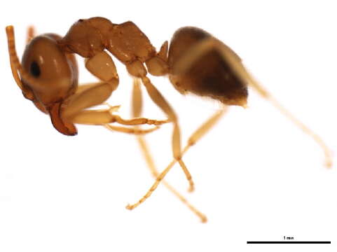 Image of Lasius pallitarsis (Provancher 1881)