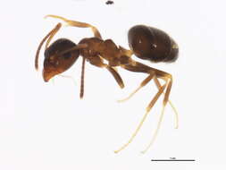 Image of Small black ant