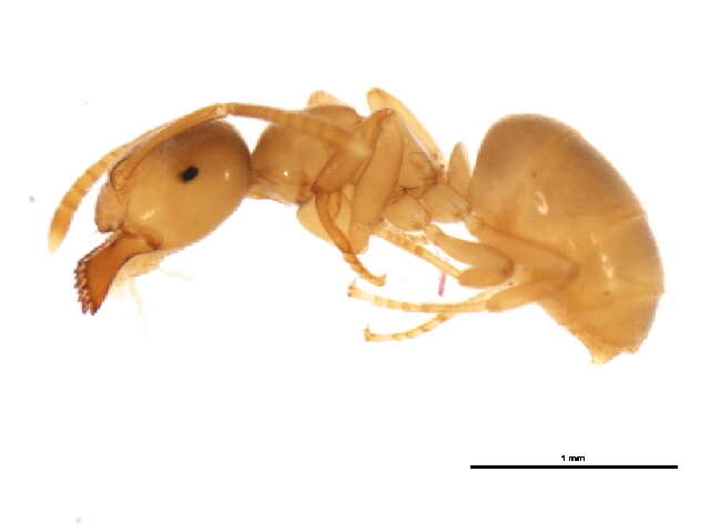 Image of Yellow  meadow ant