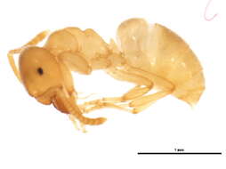 Image of Yellow  meadow ant