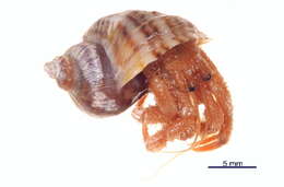 Image of Hairy Hermit Crab