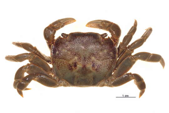 Image of <i>Hemigrapsus nudus</i>