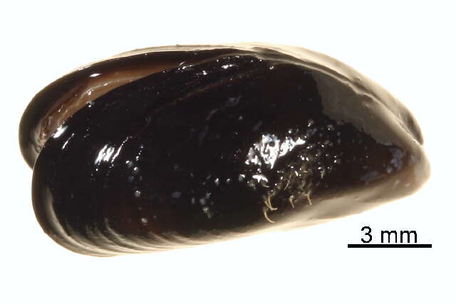 Image of Northern blue mussel