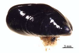 Image of Northern blue mussel