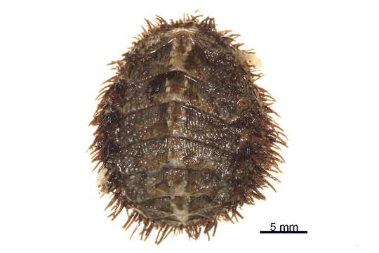 Image of Mossy chiton