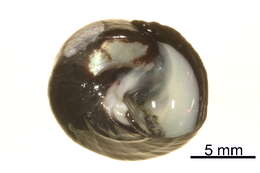 Image of Tegula funebralis