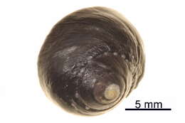 Image of Tegula funebralis