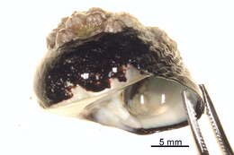 Image of Tegula funebralis