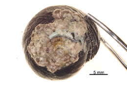 Image of Tegula funebralis