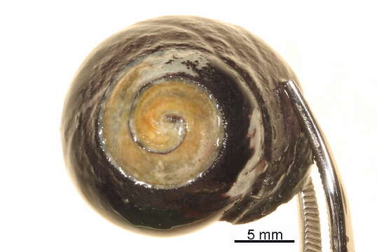 Image of Tegula funebralis