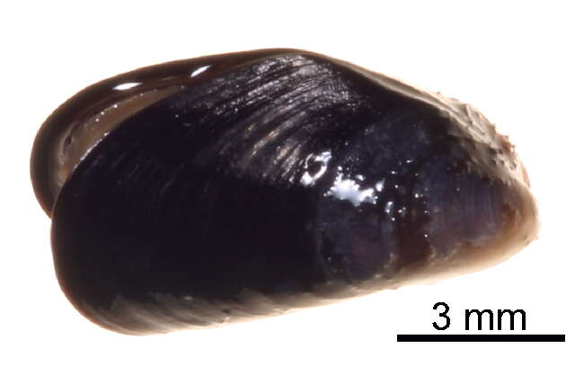 Image of Northern blue mussel