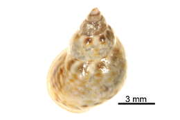 Image de Littorina scutulata Gould 1849