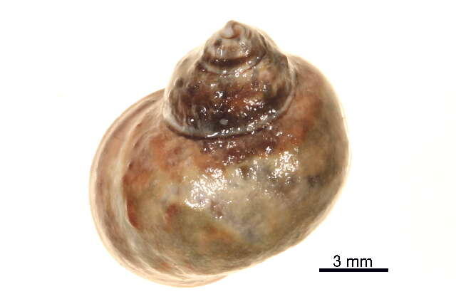 Image of Littorina sitkana Philippi 1846