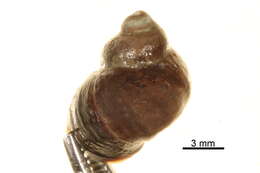 Image de Littorina sitkana Philippi 1846