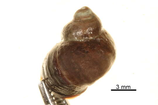 Image of Littorina sitkana Philippi 1846