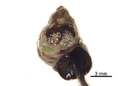 Image of Littorina scutulata Gould 1849