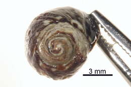 Image of Littorina scutulata Gould 1849