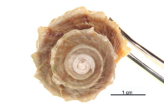 Image of Nucella lamellosa (Gmelin 1791)