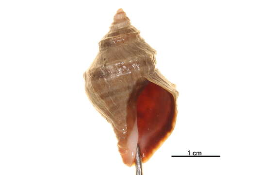 Image of Nucella lamellosa (Gmelin 1791)